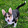 Elfie participe au concours pour gagner de l'argent avec cette photo : dog, puppy, corgi, grass, flowers, outdoor, pet, animal, cute, tongue, ears, fur, nature, greenery, small, young, looking_up, playful, adorable, mammal