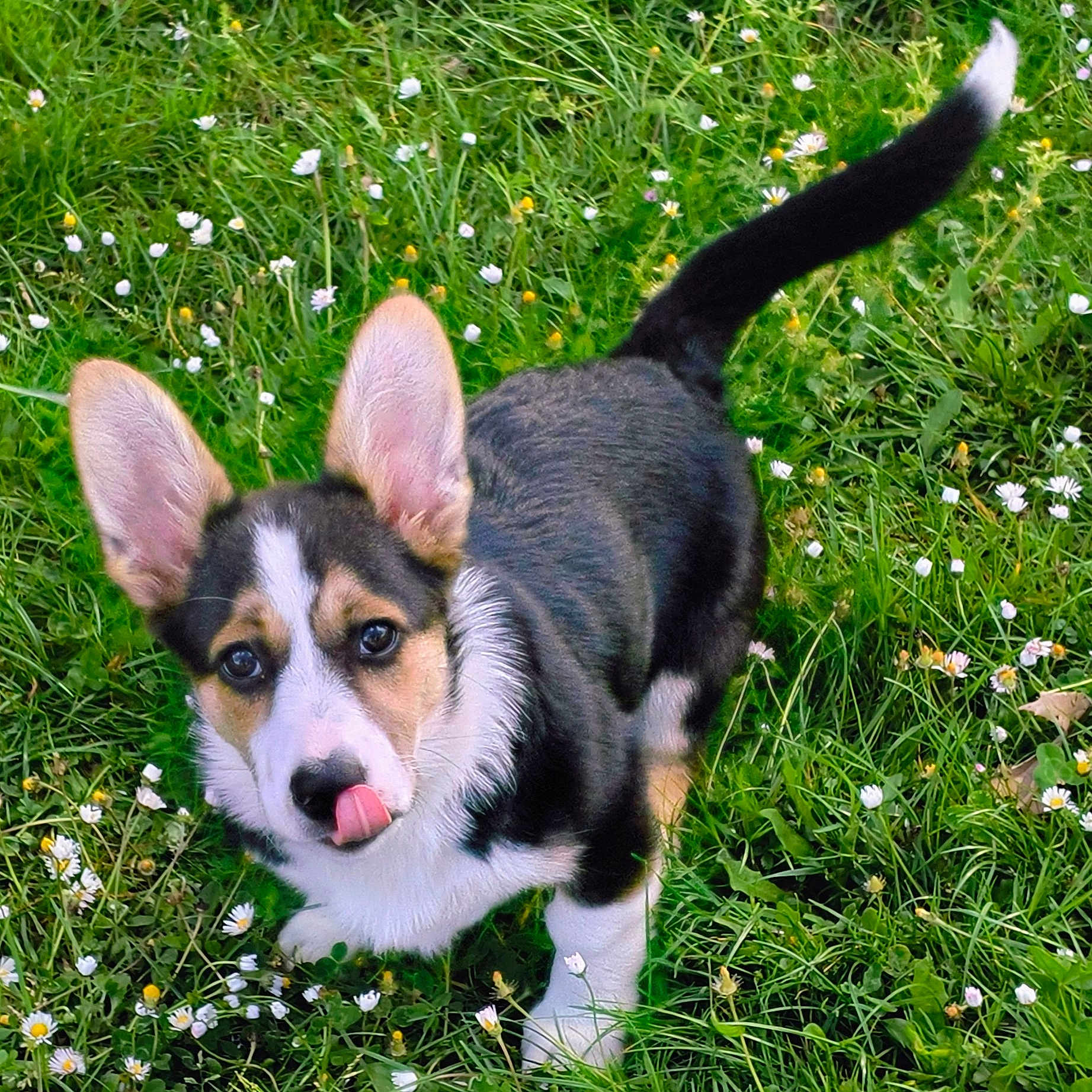 Elfie participe au concours pour gagner de l'argent avec cette photo : dog, puppy, corgi, grass, flowers, outdoor, pet, animal, cute, tongue, ears, fur, nature, greenery, small, young, looking_up, playful, adorable, mammal