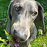 dog, gray_dog, portrait, close_up, face, eyes, nose, floppy_ears, short_fur, outdoor, garden, grass, flowers, plants, greenery, sunlight, animal, curious, pet, photography