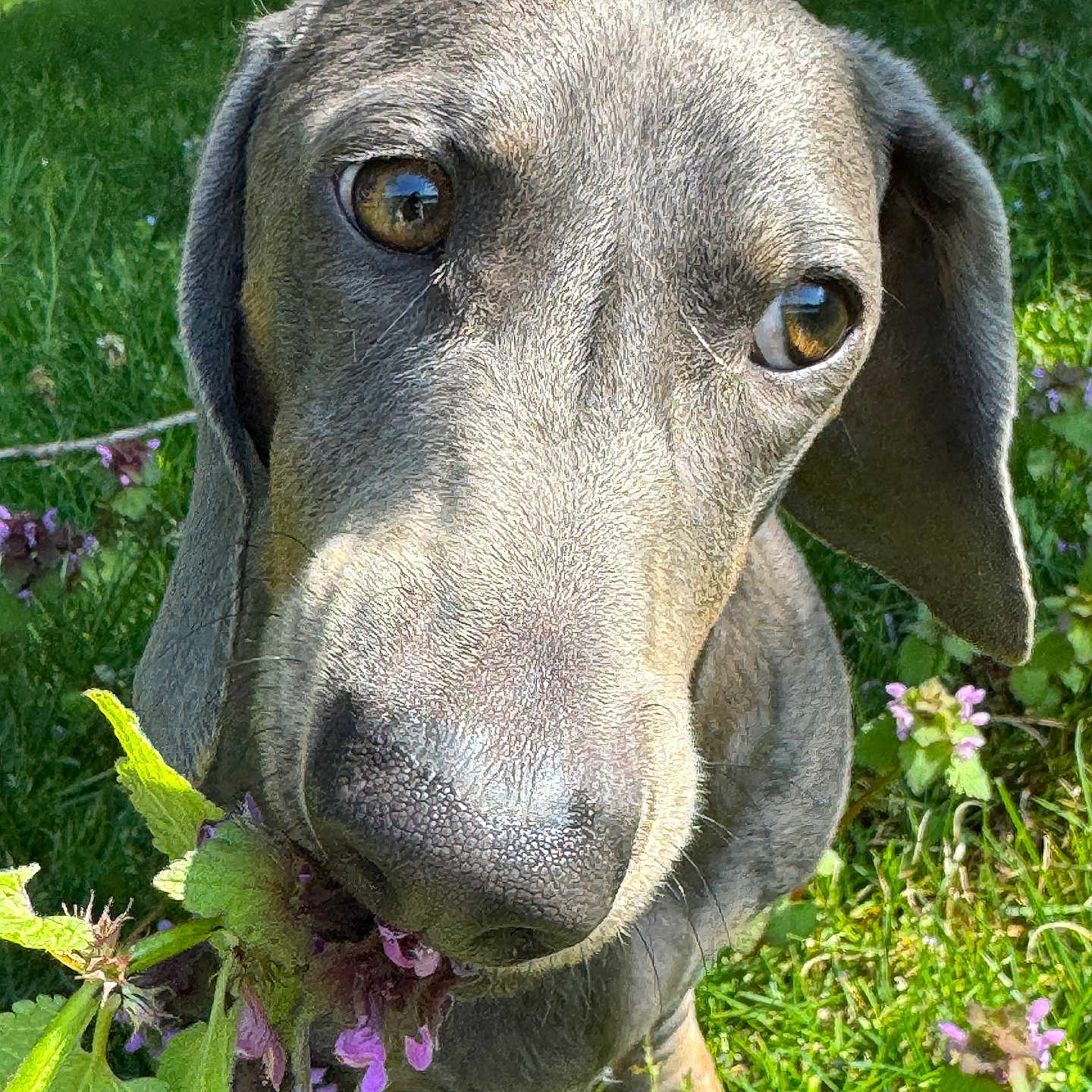 Victor