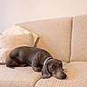 dog, dachshund, pet, brown_dog, sleeping, lying_down, relaxed, indoors, living_room, sofa, couch, cushion, collar, portrait, close_up, domestic_animal, floppy_ears, long_body, cozy, home_decor