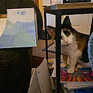 Miss Bee joined the competition — help win amazing prizes! cat, calico_cat, indoor, curious, table, book, notebook, papers, clutter, furniture, floor, carpet, white, brown, black, orange, pet, animal, face, ears