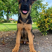 Rex a rejoint le concours — aidez-le/la à gagner de superbes lots ! dog, puppy, german_shepherd, outdoor, grass, tree, bush, tongue_out, ears_up, cute, animal, pet, nature, sunlight, young, sitting, happy, fur, canine, garden