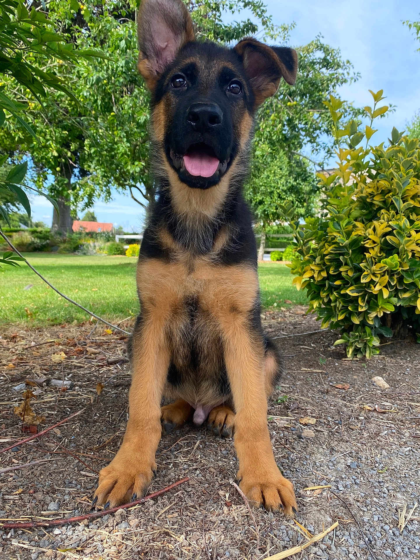Rex a rejoint le concours — aidez-le/la à gagner de superbes lots ! dog, puppy, german_shepherd, outdoor, grass, tree, bush, tongue_out, ears_up, cute, animal, pet, nature, sunlight, young, sitting, happy, fur, canine, garden
