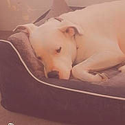 Jack participe au concours pour gagner de l'argent avec cette photo : bull_terrier, bull_terrier_miniature, canidae, carnivore, dog, dog_breed, dogo_argentino, fawn, non_sporting_group, snout