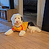 Kumo joined the competition — help win amazing prizes! dog, puppy, fluffy, black_and_white, yellow_outfit, costume, lying_down, portrait, pet, animal, indoors, living_room, wood_floor, rug, furniture, television, home, cute, front_facing, superhero