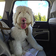 Kumo is registered to the contest to win money with this photo: dog, puppy, fluffy, white_fur, long_hair, pink_nose, tongue_out, panting, sitting, car, back_seat, seatbelt, harness, vehicle, window, sunny, outdoor, trees, sky, pet