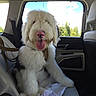 dog, puppy, fluffy, white_fur, long_hair, pink_nose, tongue_out, panting, sitting, car, back_seat, seatbelt, harness, vehicle, window, sunny, outdoor, trees, sky, pet