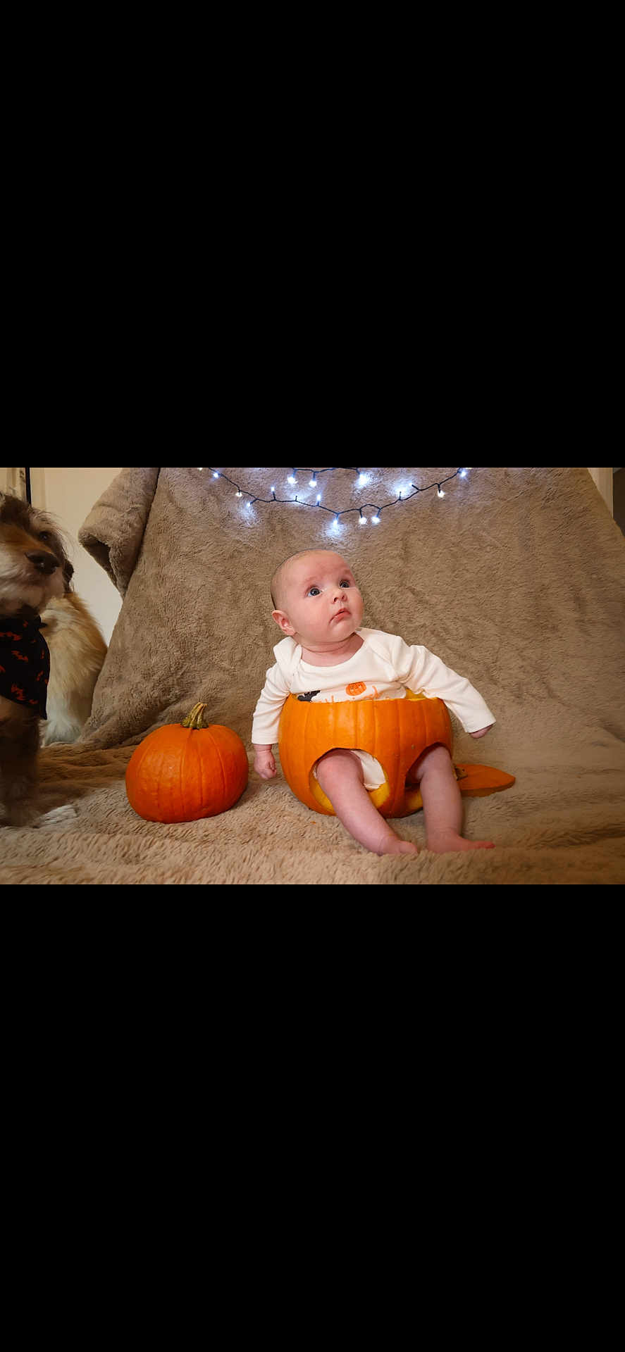 Matilda is registered to the contest to win money with this photo: baby, carving, child, costume, curious, cute, decorations, dog, fairy_lights, festive, fur, halloween, holiday, indoor, orange, pet, pumpkin, seasonal, sitting, white_clothing