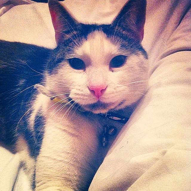 Zeus