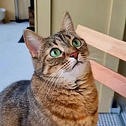 Billie participe au concours pour gagner de l'argent avec cette photo : animal, background_blur, cat, close_up, curious, cute, domestic_cat, face, fur, furniture, green_eyes, household, indoor, looking_up, mammal, pet, sitting, tabby_cat, whiskers, wooden_chair