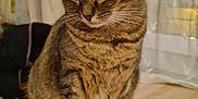 Billie a rejoint le concours — aidez-le/la à gagner de superbes lots ! abyssinian, animal, cat, couch, furniture, hardwood, kitten, manx, pet, plywood, table, wood
