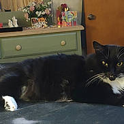 Socks joined the competition — help win amazing prizes! cat, black_and_white, feline, pet, indoor, bedroom, dresser, mirror, reflection, person, furniture, door, carpet, flowers, vase, decor, relaxing, animal, whiskers, paws
