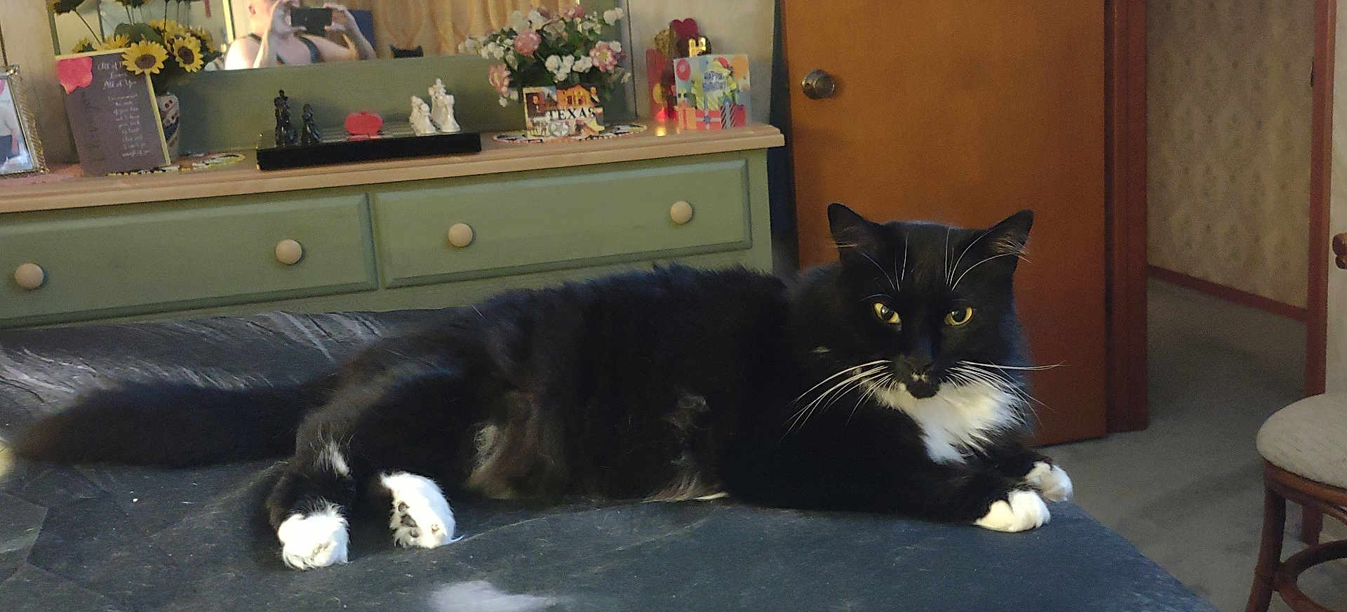 Socks joined the competition — help win amazing prizes! cat, black_and_white, feline, pet, indoor, bedroom, dresser, mirror, reflection, person, furniture, door, carpet, flowers, vase, decor, relaxing, animal, whiskers, paws