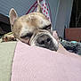 dog, sleeping, cushion, outdoor, sunlight, relaxed, pet, nose, ear, fur, closeup, resting, pink, green, home, bench, potted_plant, blanket, cozy, peaceful