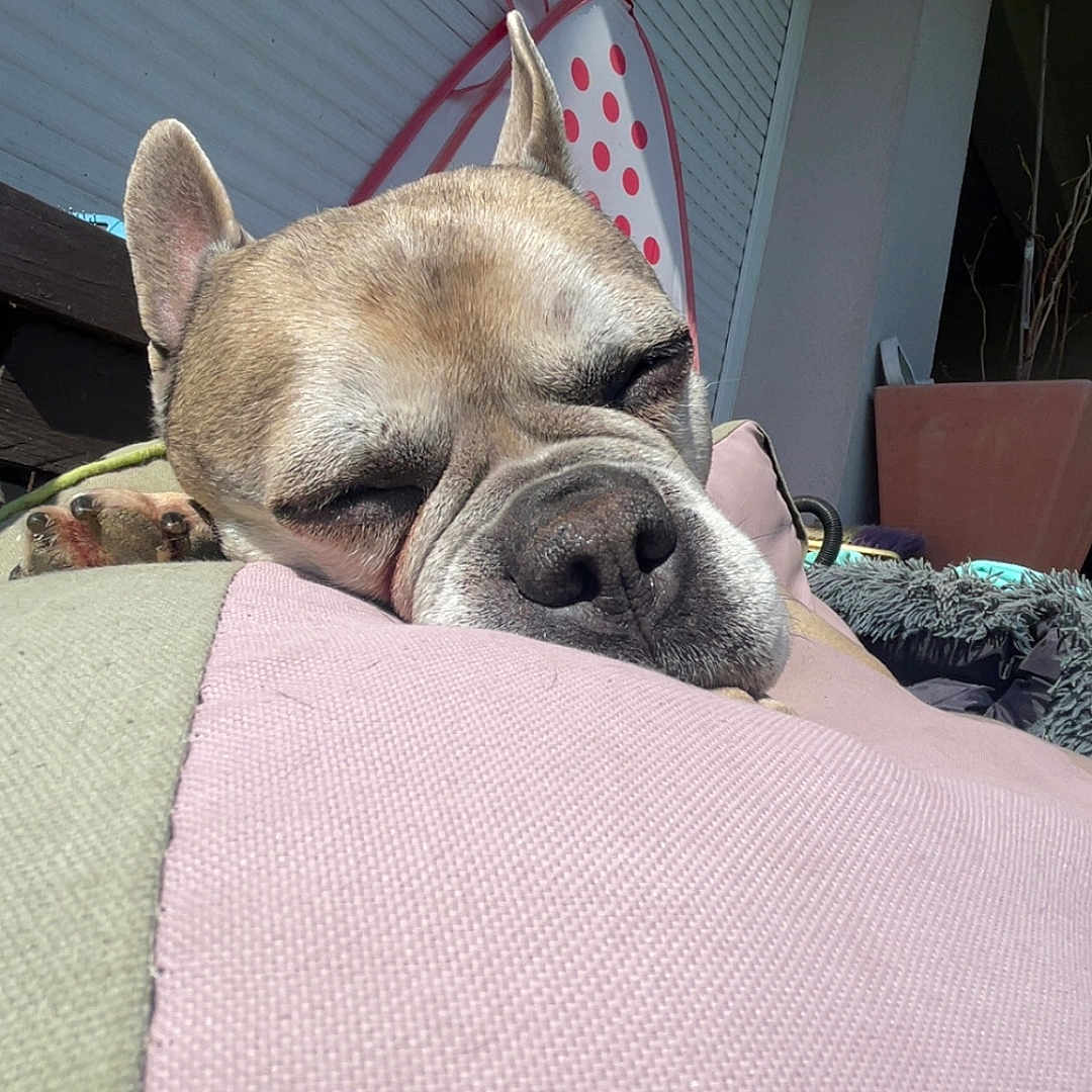 Tyzon participe au concours pour gagner de l'argent avec cette photo : bench, blanket, closeup, cozy, cushion, dog, ear, fur, green, home, nose, outdoor, peaceful, pet, pink, potted_plant, relaxed, resting, sleeping, sunlight