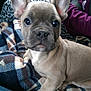 Tyzon a rejoint le concours — aidez-le/la à gagner de superbes lots ! animal, blanket, brown, companion, cozy, cuddle, cute, dog, ears, french_bulldog, fur, indoors, looking, pet, plaid, portrait, puppy, sitting, soft, young