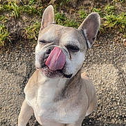 Tyzon participe au concours pour gagner de l'argent avec cette photo : dog, tongue, licking, outdoor, grass, path, pet, brown, white, cute, animal, canine, ears, fur, snout, closeup, playful, happy, walking, nature