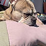 dog, french_bulldog, sleeping, pillow, resting, pet, animal, ears, closeup, indoor, sunlight, cozy, cute, snout, fur, relaxation, companion, domestic_animal, face, napping