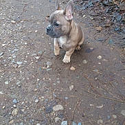 Tyzon participe au concours pour gagner de l'argent avec cette photo : animal, attention, brown, canine, curious, cute, dog, ears, french_bulldog, fur, gravel, leaves, nature, outdoor, path, pet, puppy, sitting, small, young