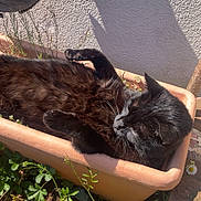 Hercule participe au concours pour gagner de l'argent avec cette photo : black_cat, cat, planter, sunlight, outdoor, garden, greenery, relaxed, pet, animal, plant, wood, shadow, nature, daylight, fur, texture, small_plants, resting, cozy