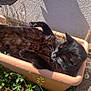 animal, black_cat, cat, cozy, daylight, fur, garden, greenery, nature, outdoor, pet, plant, planter, relaxed, resting, shadow, small_plants, sunlight, texture, wood