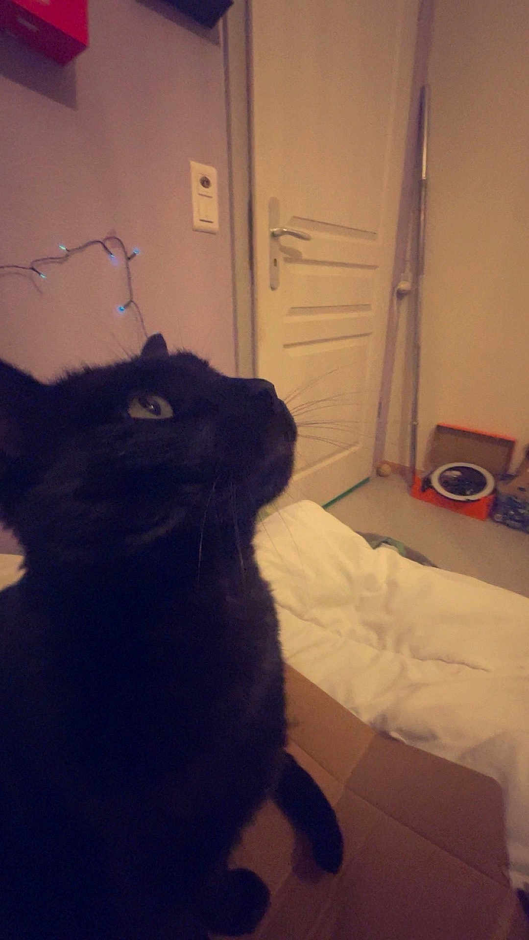 Hercule a rejoint le concours — aidez-le/la à gagner de superbes lots ! black_cat, cat, indoor, cardboard_box, door, whiskers, curious, pet, animal, feline, fur, looking_up, home, cozy, soft_lighting, floor, bed, blanket, wall, electrical_outlet