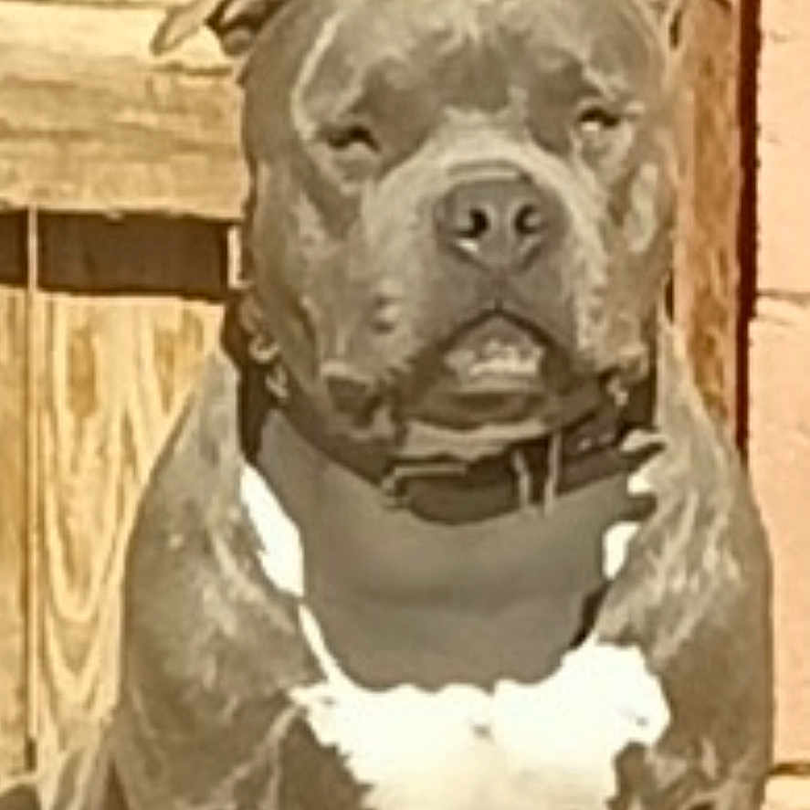 Tank joined the competition — help win amazing prizes! dog, sitting, outdoor, wooden_door, brown, white_patch, pet, canine, collar, portrait, animal, fur, guard_dog, daylight, shadow, background, door, watchful, domestic_animal, companion