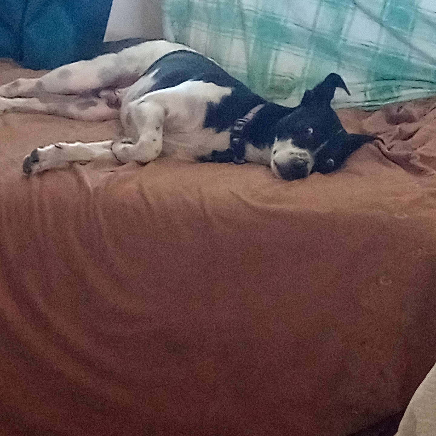 Webster is registered to the contest to win money with this photo: animal, bed, bedroom, blanket, bostonbull, bulldog, canine, couch, cushion, dog, frenchbulldog, furniture, homedecor, hound, indoors, person, pet, puppy, room, sleeping