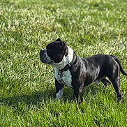Dj joined the competition — help win amazing prizes! dog, black_and_white, outdoor, grass, pet, animal, collar, standing, alert, nature, sunlight, canine, field, summer, fur, mammal, side_view, domestic_animal, playful, daytime