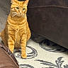 cat, orange_tabby, pet, indoor, carpet, patterned_rug, furniture, brown_sofa, whiskers, ears, animal, domestic_cat, floor, cute, sitting, alert, fur, mammal, eyes, portrait