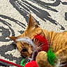 Clementine joined the competition — help win amazing prizes! cat, orange_tabby, toy, feathers, playing, paws, carpet, patterned, pet, indoor, cute, feline, whiskers, claws, closeup, animal, domestic, fur, texture, playful