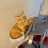 cat, orange_tabby, cat_tree, cat_hammock, indoor, pet, feline, curious, cozy, fur, whiskers, animal, domestic, relaxed, looking_at_camera, wall, floor, toy, doll, red_hair