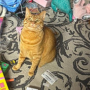 Clementine is registered to the contest to win money with this photo: cat, orange_tabby, carpet, patterned_rug, toy, stuffed_animal, blue_bag, pink_box, measuring_tape, marker, packaging, ticket, floor, pet, indoor, curious, sitting, feline, clutter, looking_up