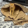 cat, orange_tabby, fabric, tunnel, carpet, indoor, curious, pet, animal, patterned, floral, furniture, home, cozy, whiskers, floor, playful, domestic_cat, cute, looking
