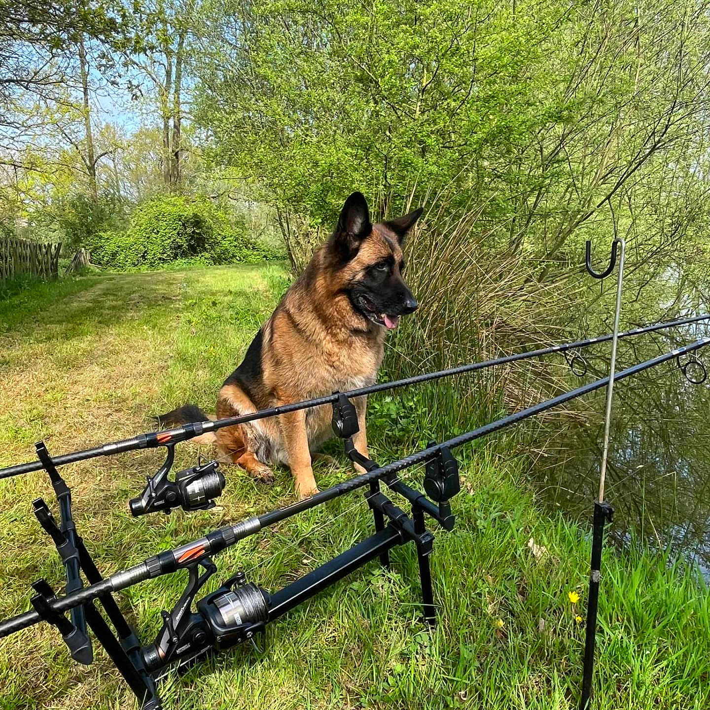 Olaf a rejoint le concours — aidez-le/la à gagner de superbes lots ! animal, canine, daylight, dog, fishing_rods, german_shepherd, grass, greenery, leisure, mammal, nature, outdoor, park, pet, pond, recreation, summer, trees, water, wildlife