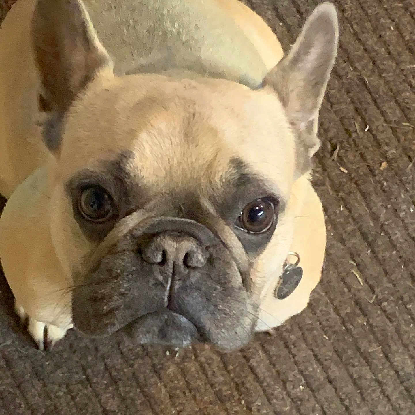 Layla joined the competition — help win amazing prizes! art, bulldog, canidae, carnivore, comfort, companion_dog, dog, dog_breed, ear, fawn, french_bulldog, non_sporting_group, nose, snout, terrestrial_animal, toy_dog, vertebrate, whiskers, working_animal, wrinkle
