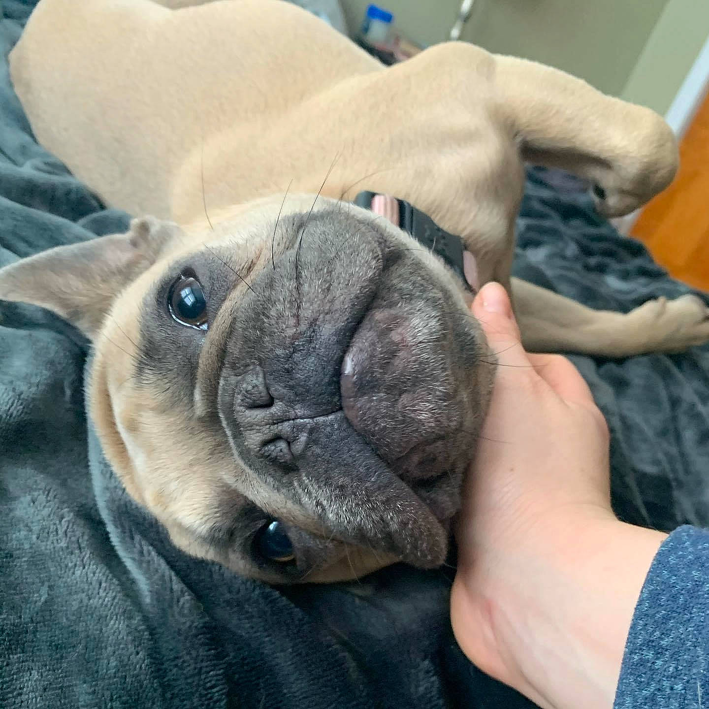 Layla is registered to the contest to win money with this photo: canidae, carnivore, comfort, companion_dog, dog, dog_breed, ear, eye, fawn, finger, gesture, hand, nail, pug, snout, sporting_group, toy_dog, whiskers, working_animal, wrinkle