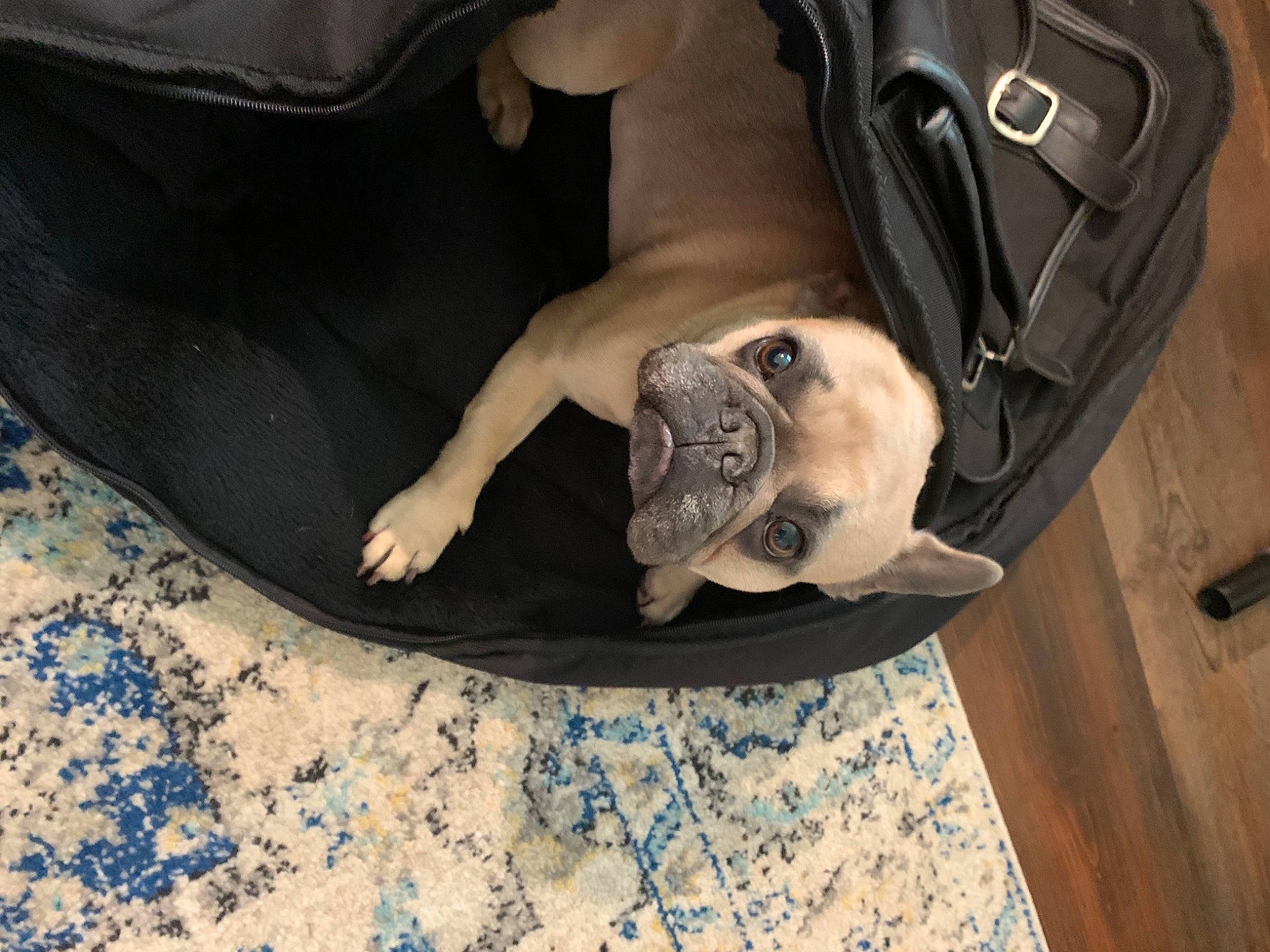 Layla is registered to the contest to win money with this photo: auto_part, automotive_tire, bag, car_seat, carnivore, comfort, companion_dog, dog, dog_breed, fawn, felidae, flooring, hardwood, human_leg, luggage_and_bags, snout, sporting_group, vehicle_door, wood, working_animal