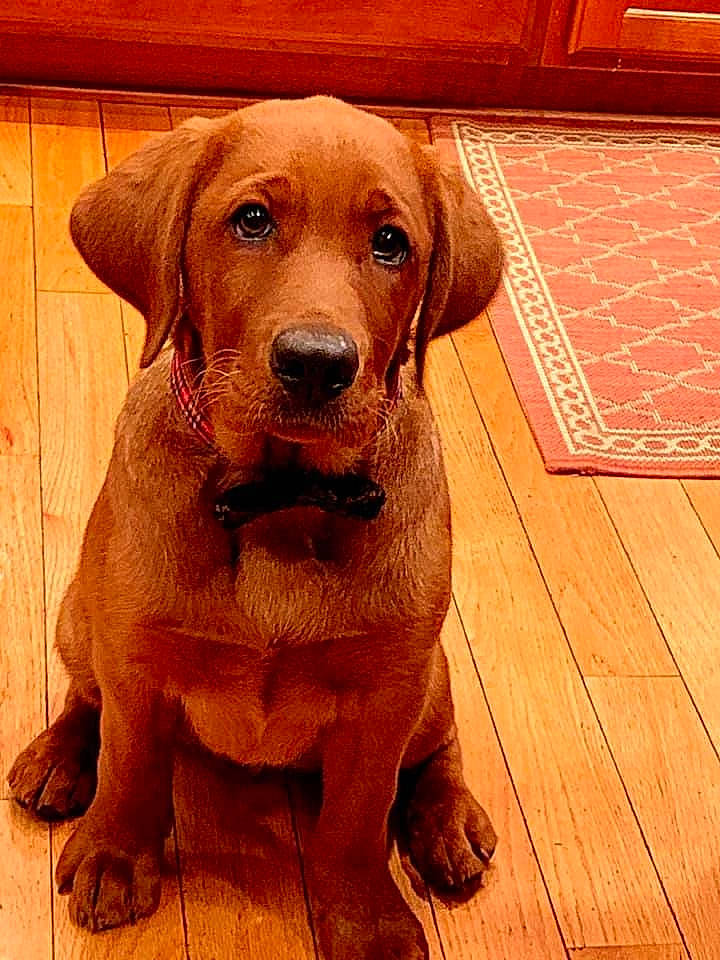 Ripley joined the competition — help win amazing prizes! canidae, carnivore, companion_dog, dog, dog_breed, eye, fawn, flooring, fur, gun_dog, hardwood, liver, plank, plant, snout, varnish, whiskers, wood, wood_stain, working_animal