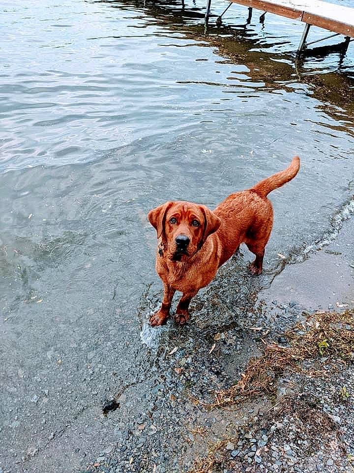 Ripley is registered to the contest to win money with this photo: body_of_water, canidae, carnivore, collar, companion_dog, dog, dog_breed, fawn, gun_dog, lake, leash, mammal, reflection, road_surface, soil, sporting_group, tail, water, wood, working_animal