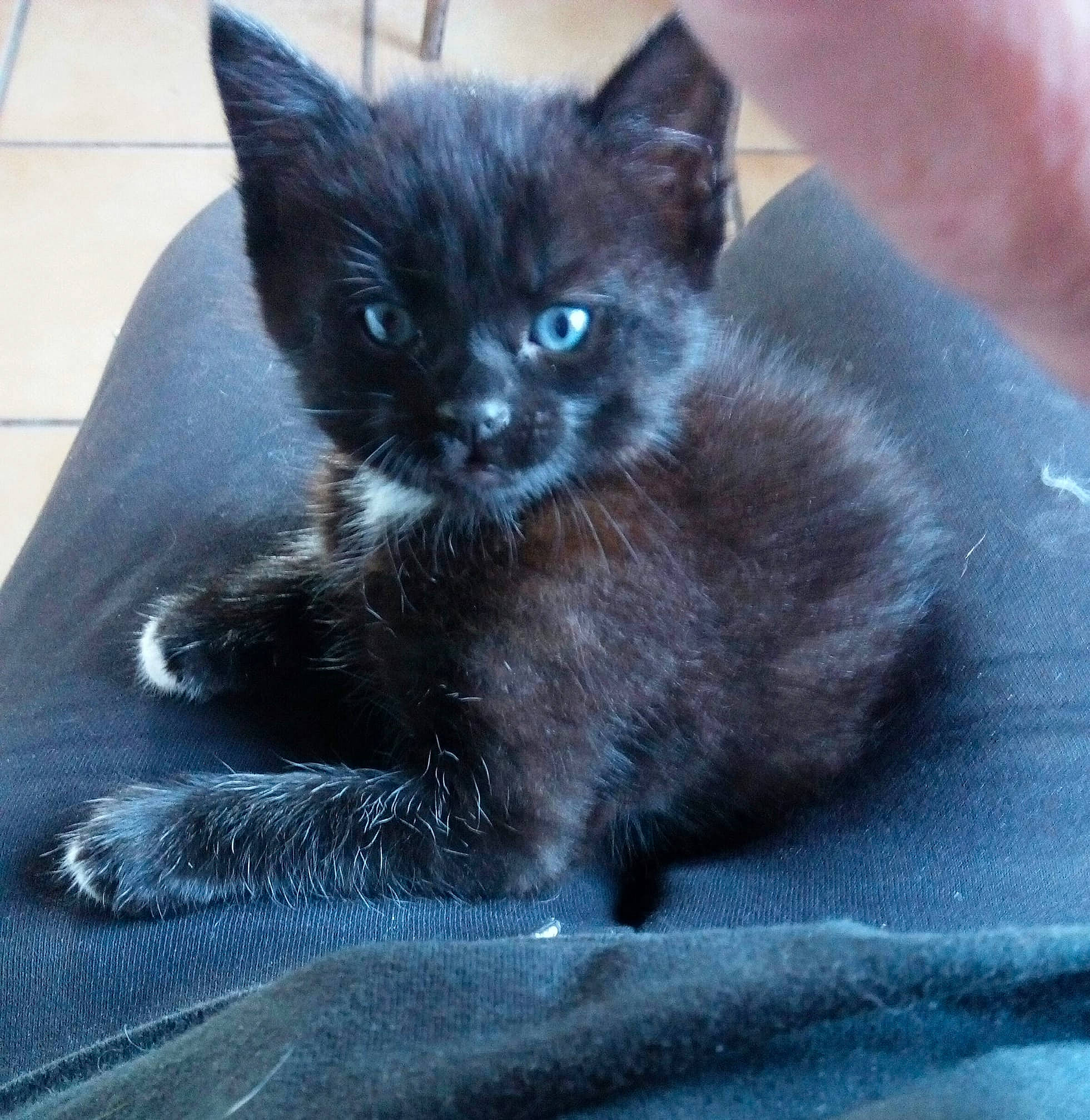 Saphir a rejoint le concours — aidez-le/la à gagner de superbes lots ! black_cat, carnivore, cat, cat_supply, claw, comfort, domestic_short_haired_cat, electric_blue, felidae, fur, grey, paw, small_to_medium_sized_cats, snout, tail, terrestrial_animal, whiskers