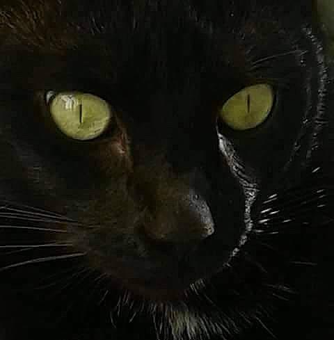 Kiki participe au concours pour gagner de l'argent avec cette photo : black_cat, bombay, carnivore, cat, darkness, domestic_short_haired_cat, felidae, fur, iris, small_to_medium_sized_cats, snout, terrestrial_animal, whiskers