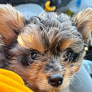 Fred joined the competition — help win amazing prizes! adorable, animal, close_up, cute, dog, ears, expression, fabric, face, fluffy, fur, indoor, nose, pet, portrait, puppy, resting, soft_light, whiskers, yellow