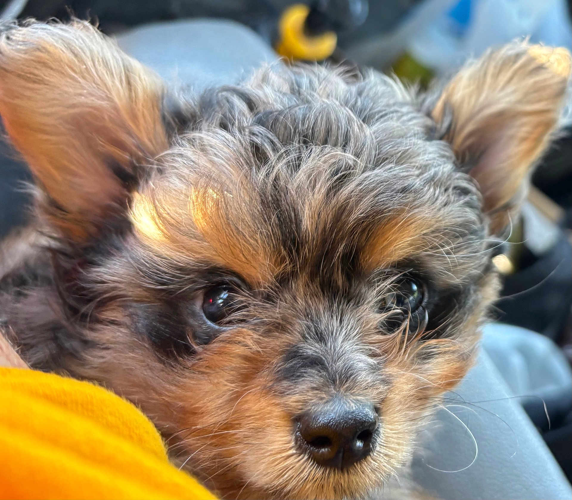 Fred joined the competition — help win amazing prizes! adorable, animal, close_up, cute, dog, ears, expression, fabric, face, fluffy, fur, indoor, nose, pet, portrait, puppy, resting, soft_light, whiskers, yellow