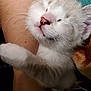 Jimmy joined the competition — help win amazing prizes! adorable, affection, animal, cat, close_up, comfort, content, cuddle, cute, fur, hugging, human_arm, indoor, kitten, paw, pet, pink_nose, sleepy, soft_texture, whiskers