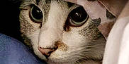 Jimmy is registered to the contest to win money with this photo: animal, blanket, cat, closeup, comfort, cozy, cute, eyes, face, fur, hidden, indoor, pet, resting, sleepy, snuggled, soft, tabby, warm, whiskers