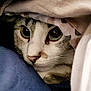 animal, blanket, cat, closeup, comfort, cozy, cute, eyes, face, fur, hidden, indoor, pet, resting, sleepy, snuggled, soft, tabby, warm, whiskers
