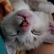 Jimmy is registered to the contest to win money with this photo: animal, blanket, cat, close_up, cozy, cute, domestic, face, feline, fur, indoor, nap, peaceful, pet, pink_nose, relaxation, resting, sleeping, soft, whiskers