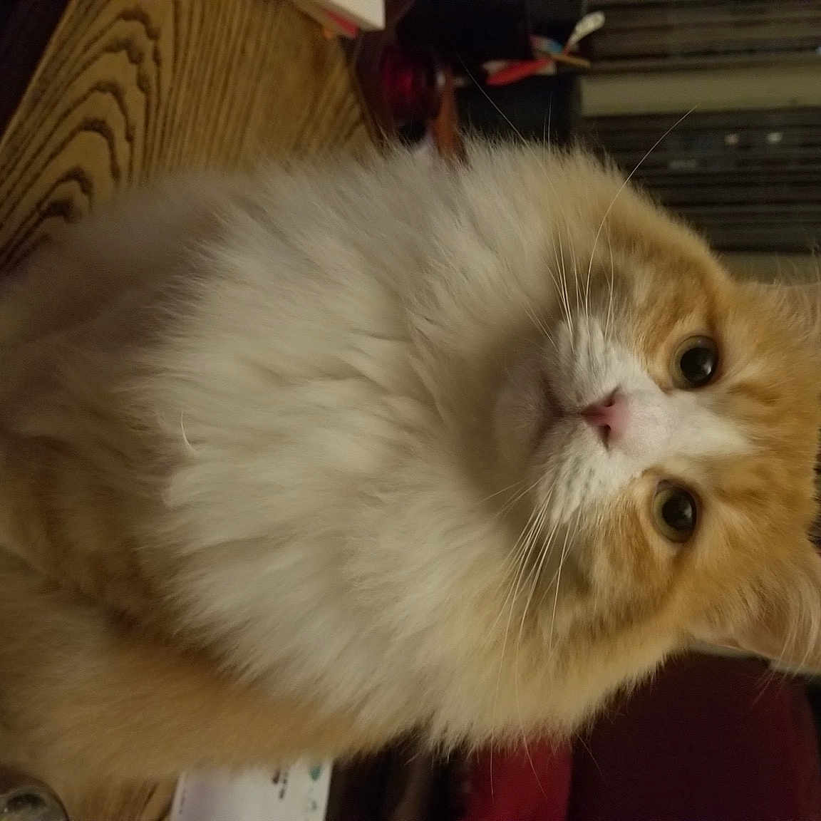 Kaya